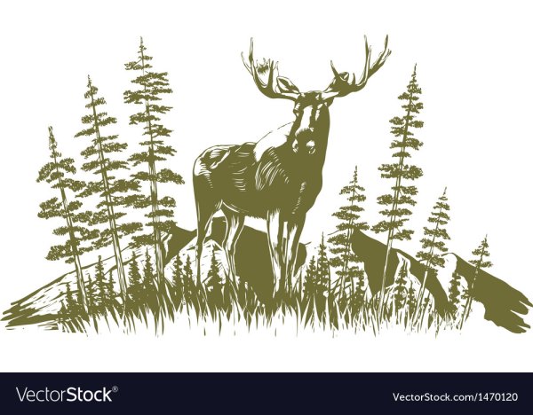 Графическое изображение тайги