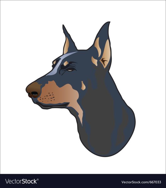 Доберман вектор