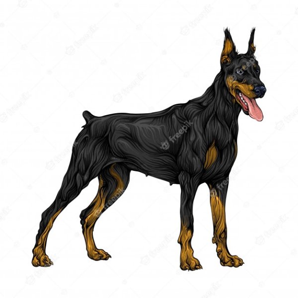 Доберман коричневый