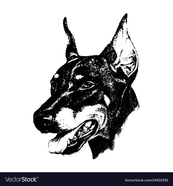 Доберман картинка черно белая