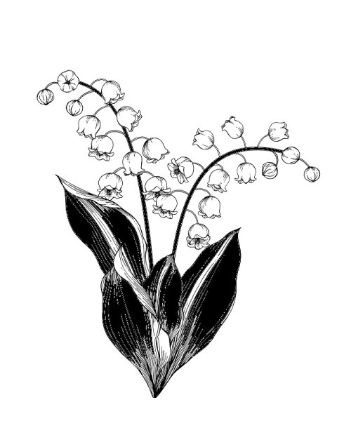 Цветы Ландыши