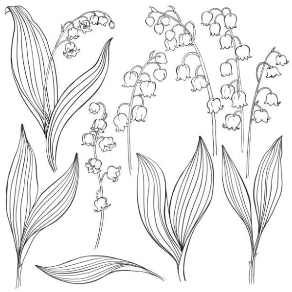 Ландыши Графика