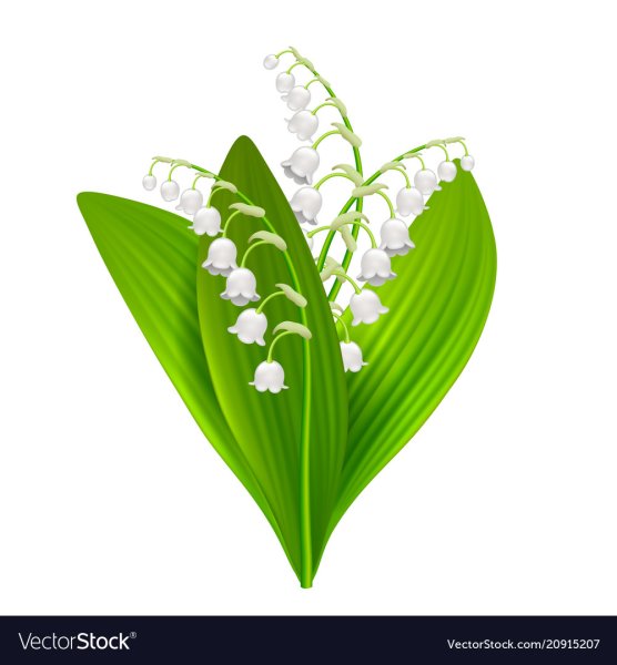 Ландыш карточка