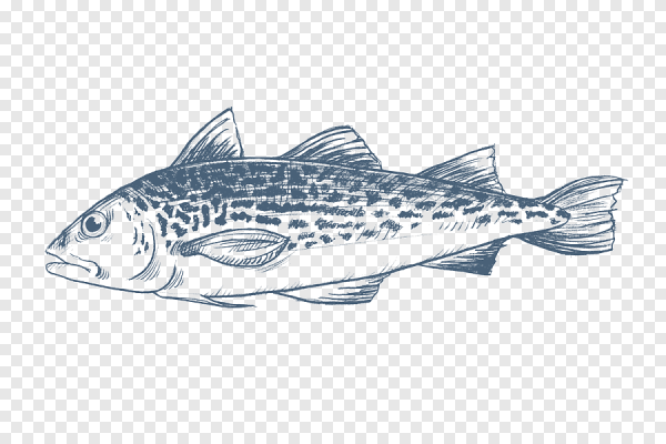 Минтай вектор