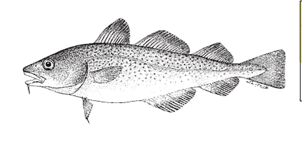 Рыба треска раскраска