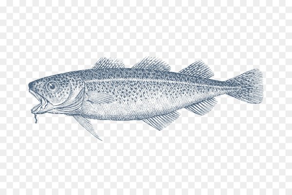 Хек рисунок