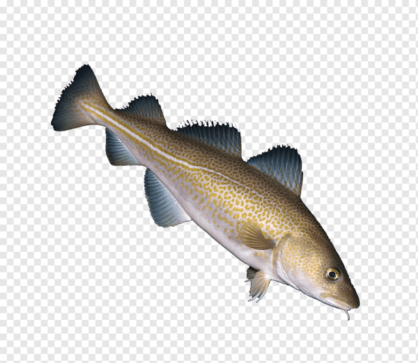 Треска рыба