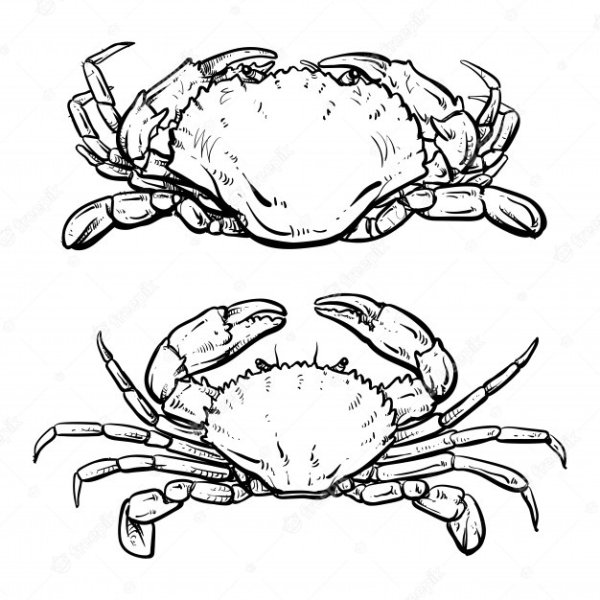 Краб эскиз