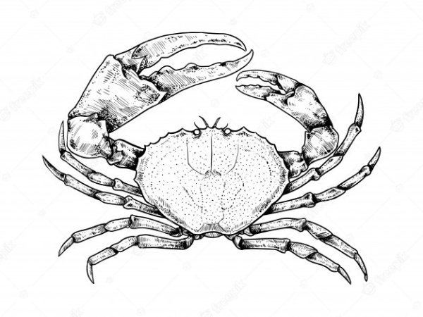 Краб черно белый