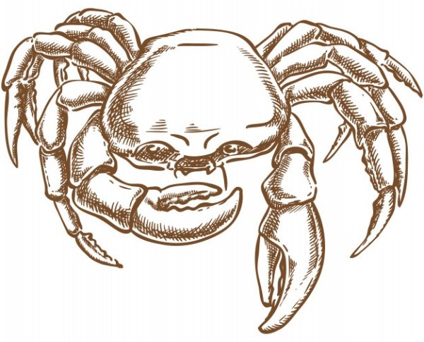 Краб вектор скетч