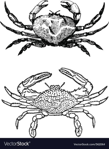 Краб векторный