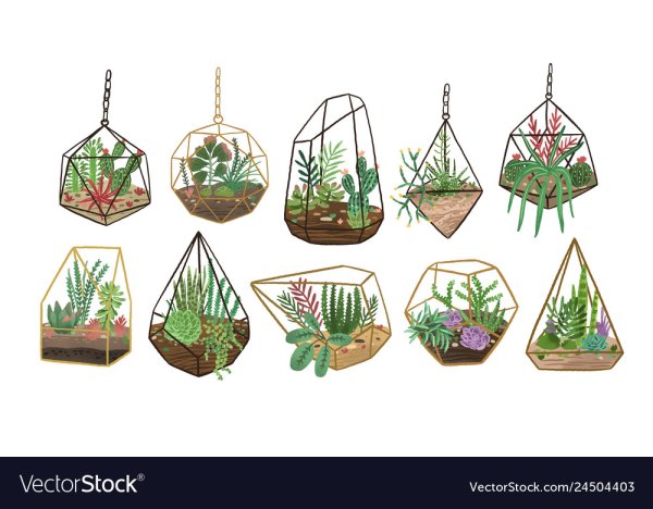 Флорариум рисунок