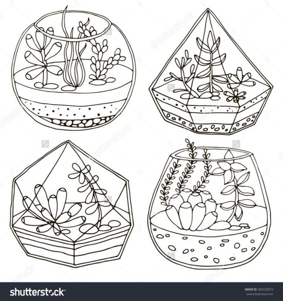 Раскраска Суккуленты