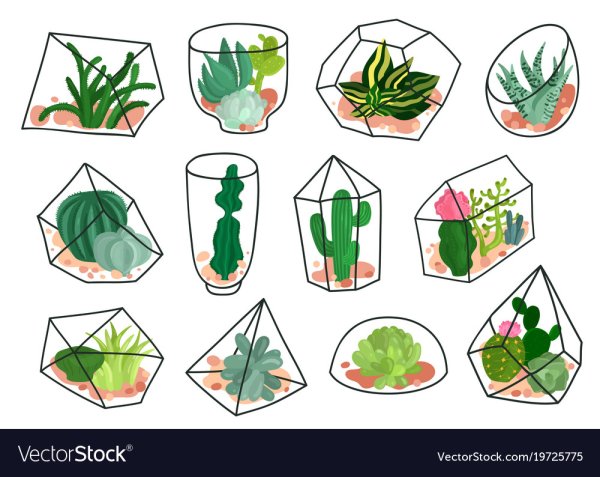 Флорариум кактусы вектор