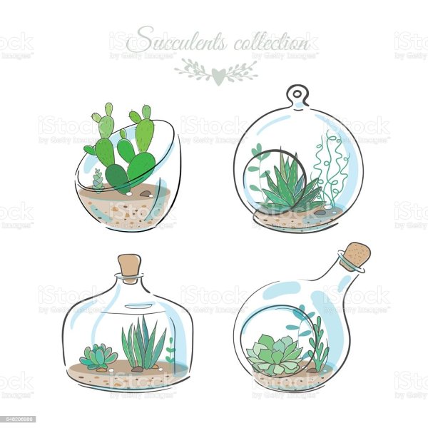 Флорариум кактусы вектор