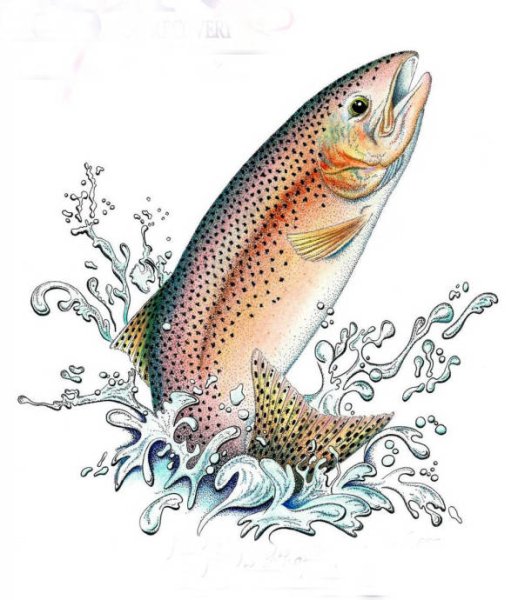 Форель рыба килька