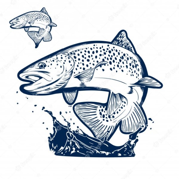 Форель Графика