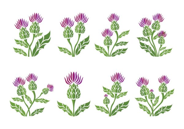 Чертополох вектор