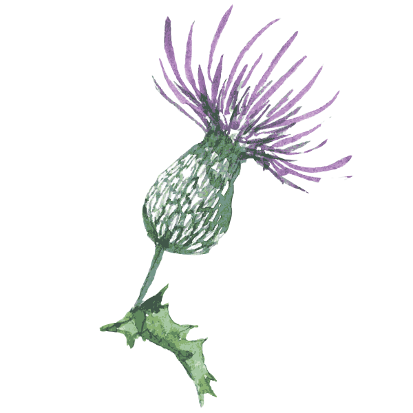 Артишок расторопша одуванчик