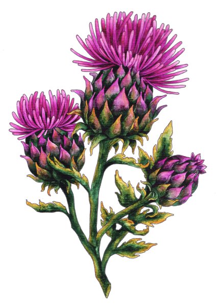 Чертополох колючий