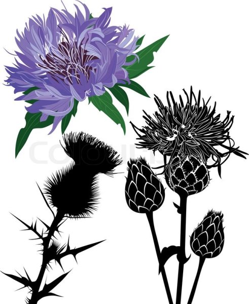 Чертополох вектор