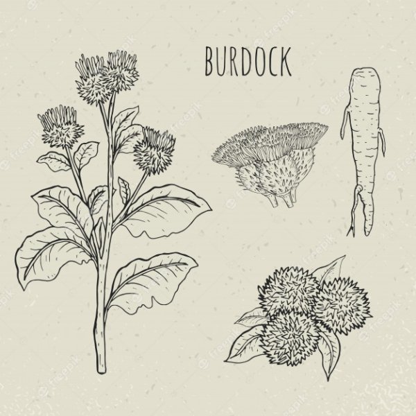 Лопух Графика