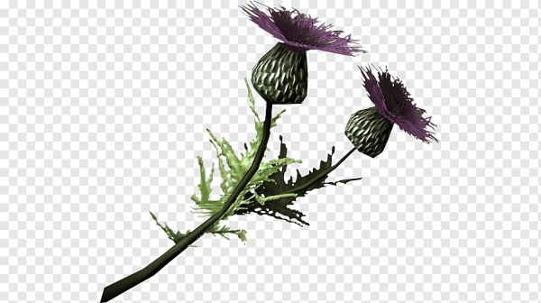 Репейник стебель