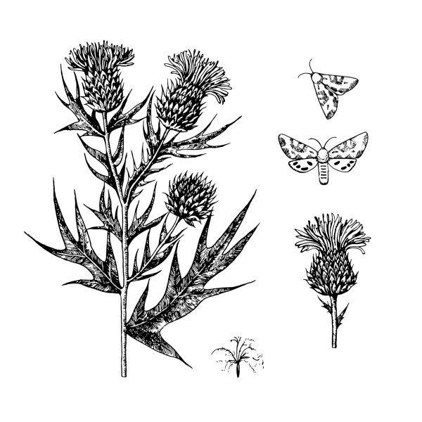 Репейник тату эскизы