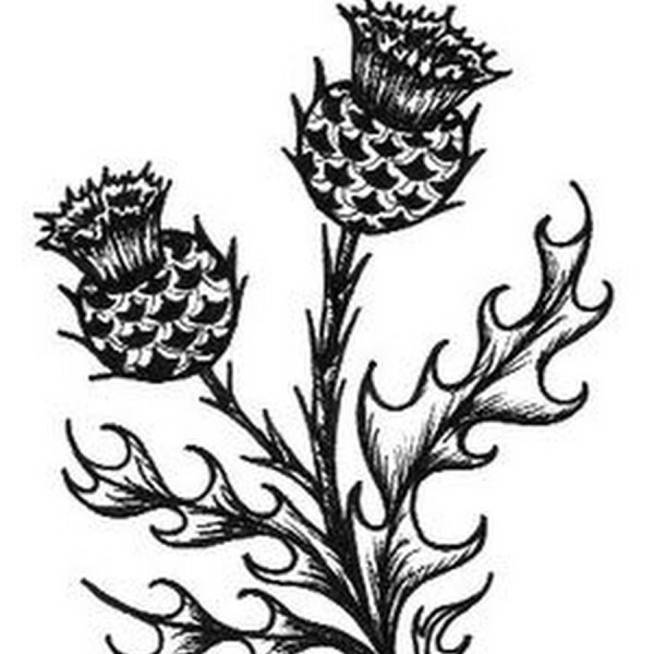 Стилизация чертополох Кельтское