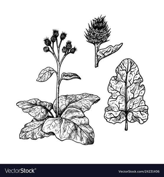 Лопух репейник раскраска