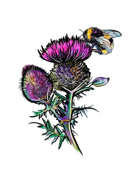 Картун растение чертополох