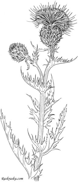 Альпийский чертополох