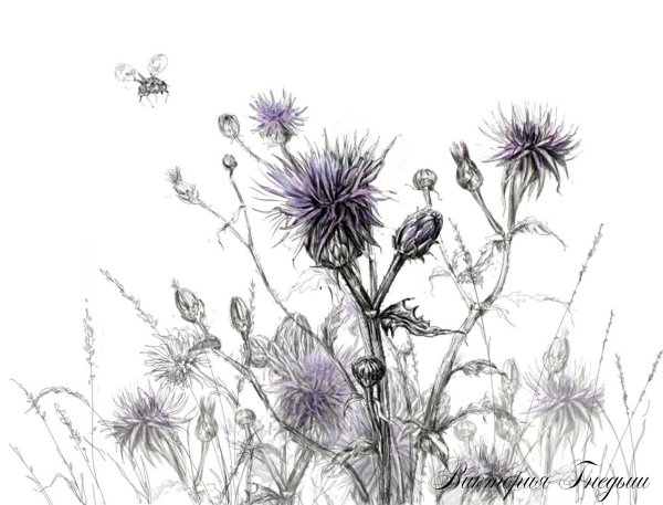 Репейник карандашом