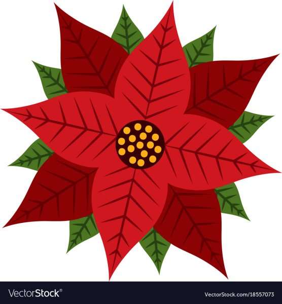 Пуансеттия красная вектор