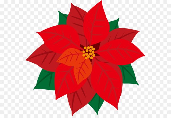 Пуансеттия Рождественская звезда вектор