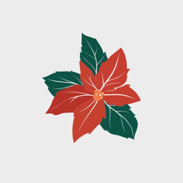 Пуансеттия Рождественская звезда вектор