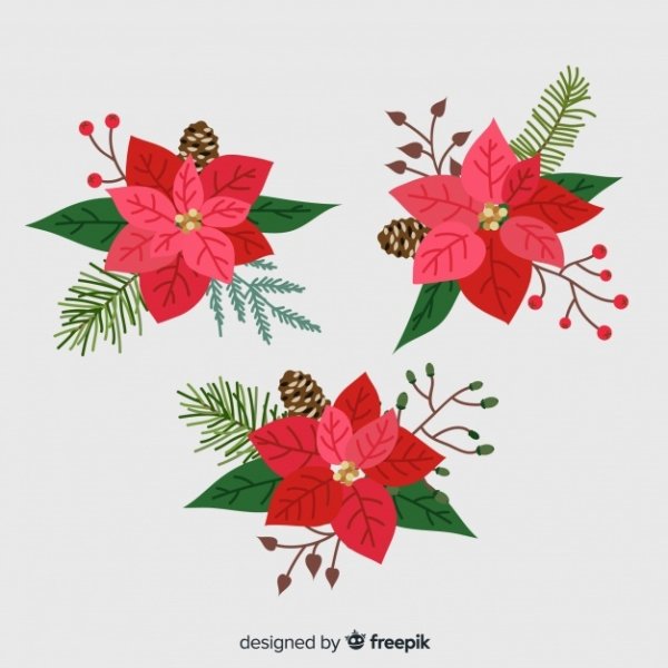 Пуансеттия вектор