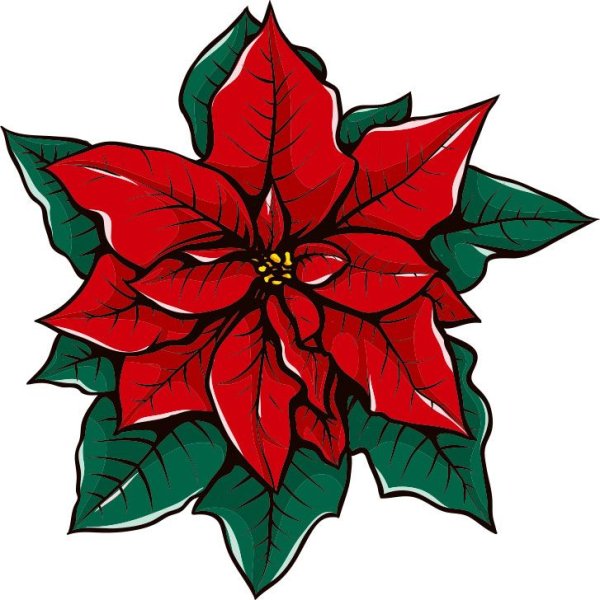 Пуансеттия Микки