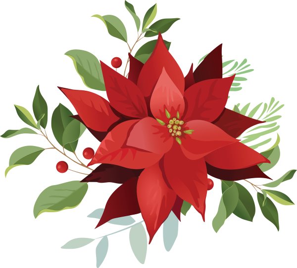 Пуансеттия вектор