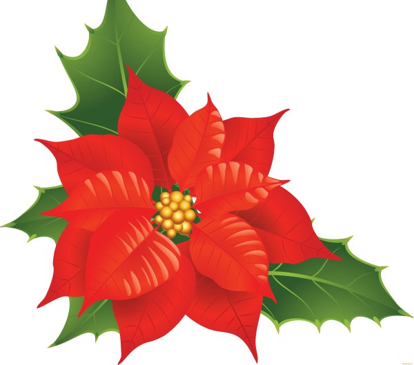 Рождественский цветок вектор