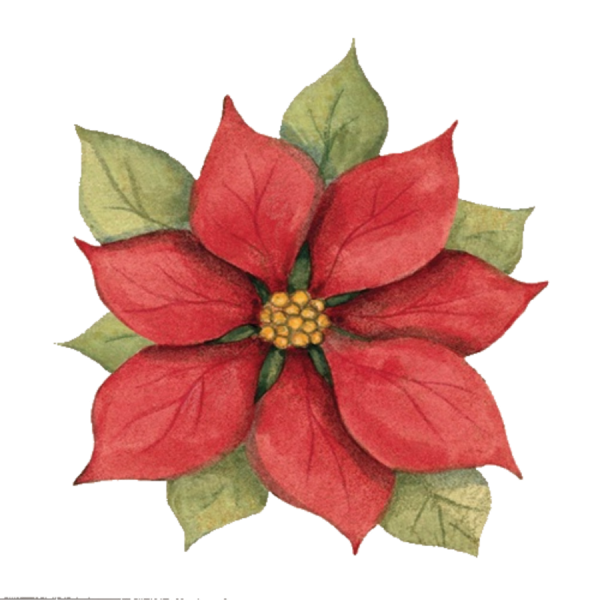 Пуансеттия контур