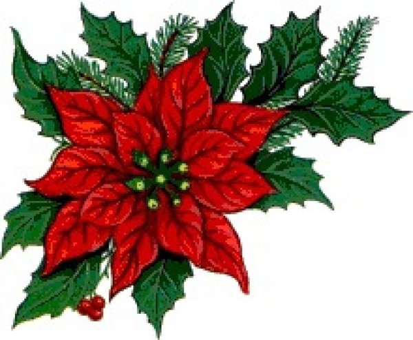 Пуансеттия Рождественская звезда рисунок