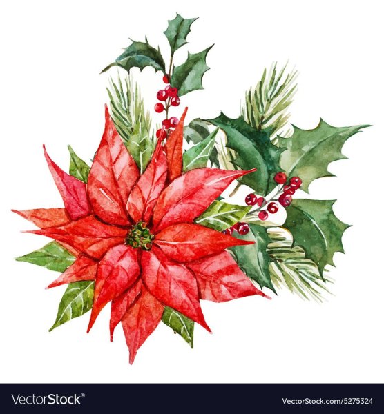 Пуансеттия акварелью скетч