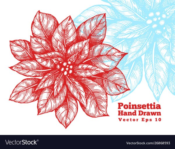 Пуансеттия красная вектор