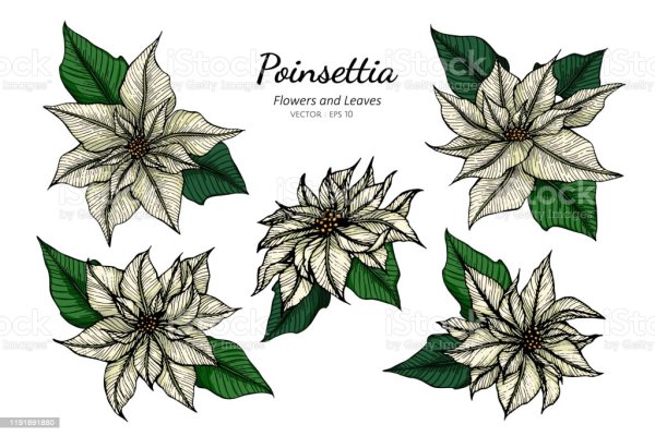 Пуансеттия цветок рисунок с ветками пшеницы