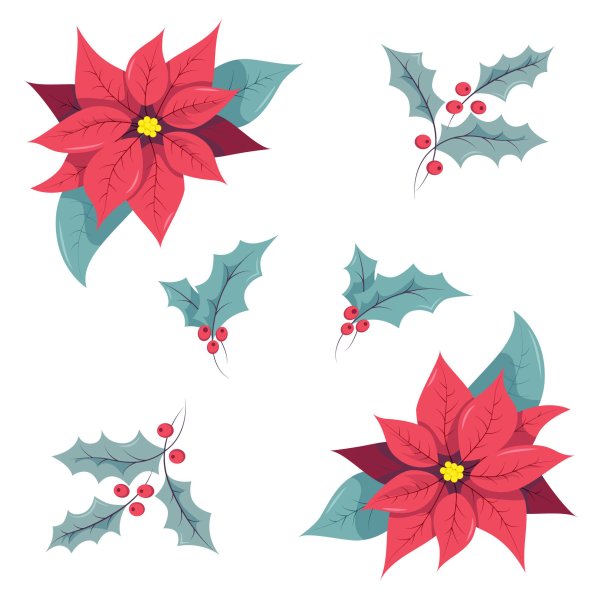 Пуансеттия контур