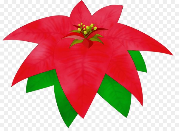 Пуансеттия рисунок