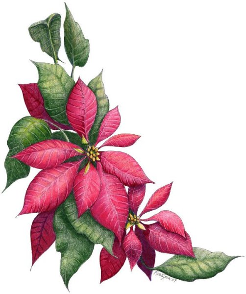 Пуансеттия Пикассо