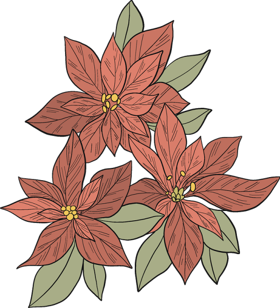 Пуансеттия вектор