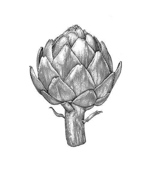 Артишок Графика